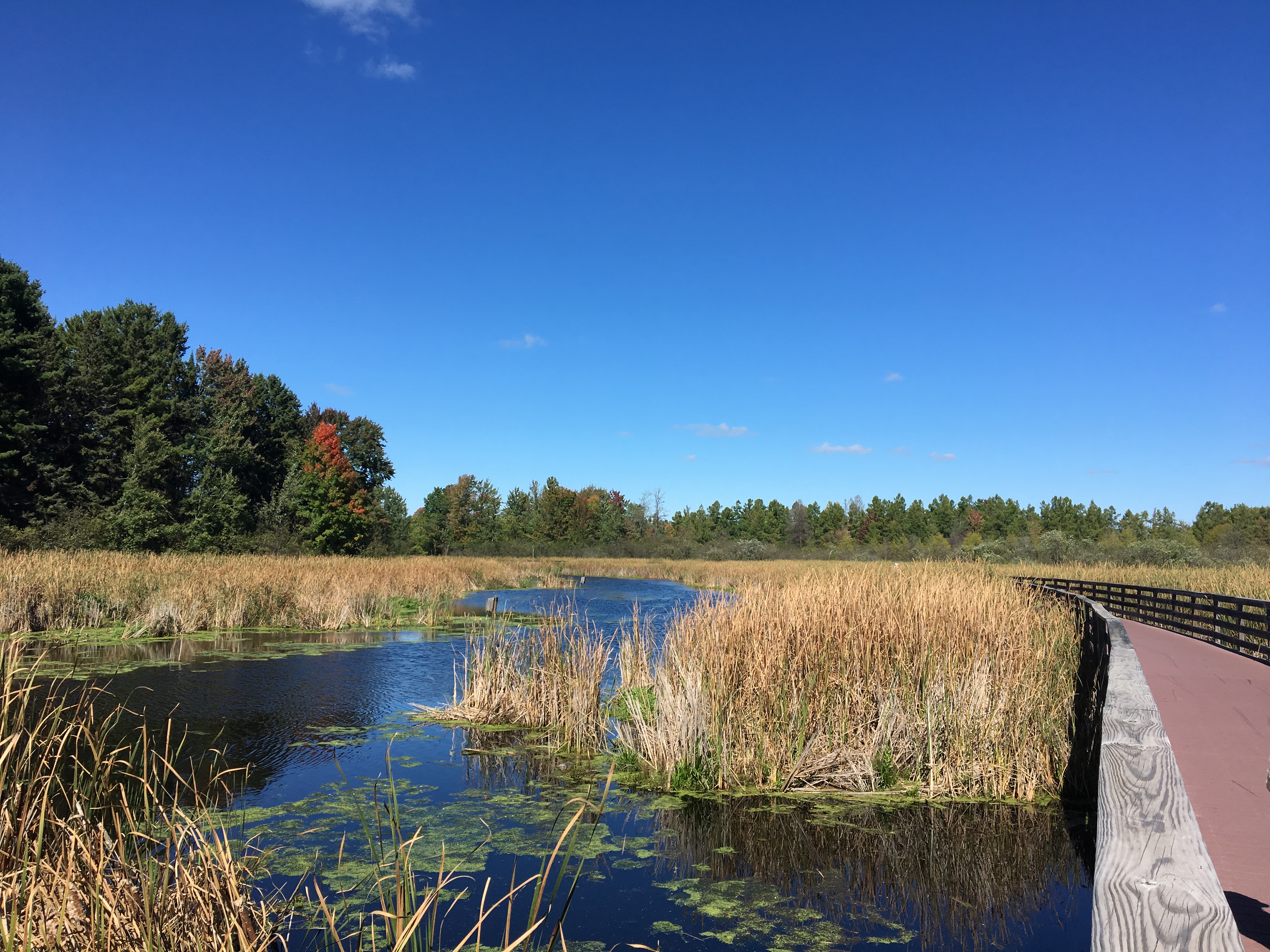 Walk over water while walking the boardwalk on the Springbrook Trail in Antigo.