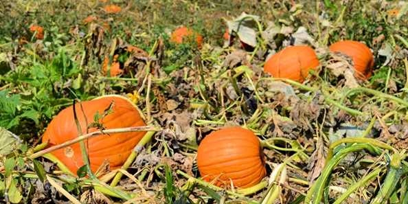 BackYard Garden Center offers a Pick Your Own Pumpkin Patch. Both pick your own and prepicked are available. Pumpkins will be ready end of September and patch will be open until Halloween.
