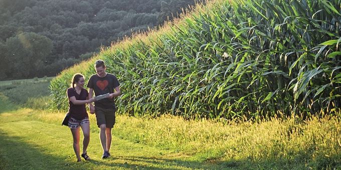 Beautiful evening at Treinen Farm&#39;s award-winning corn maze.