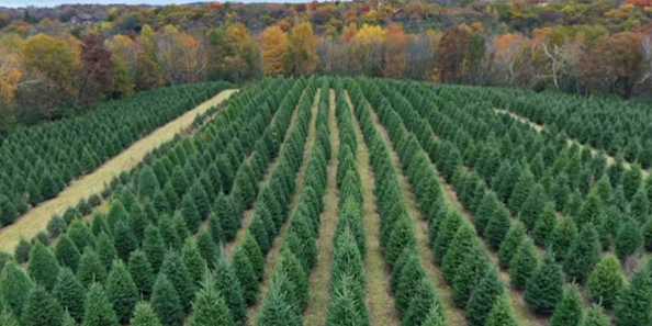 Cut your own Christmas Tree or select from a fresh pre-cut (we cut from the same field). Don&#39;t forget wreaths, garland, swag, porch pots and more!