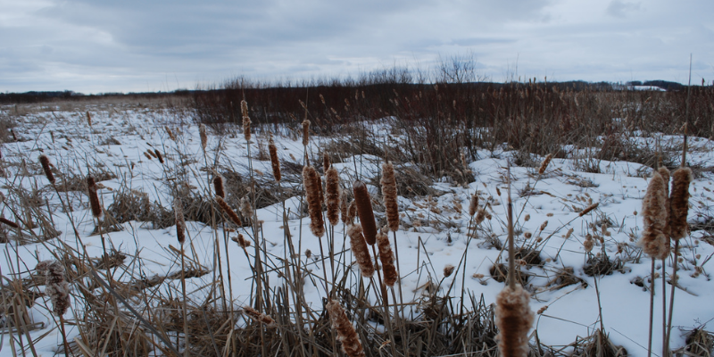 Photo Courtesy of Joshua Mayer