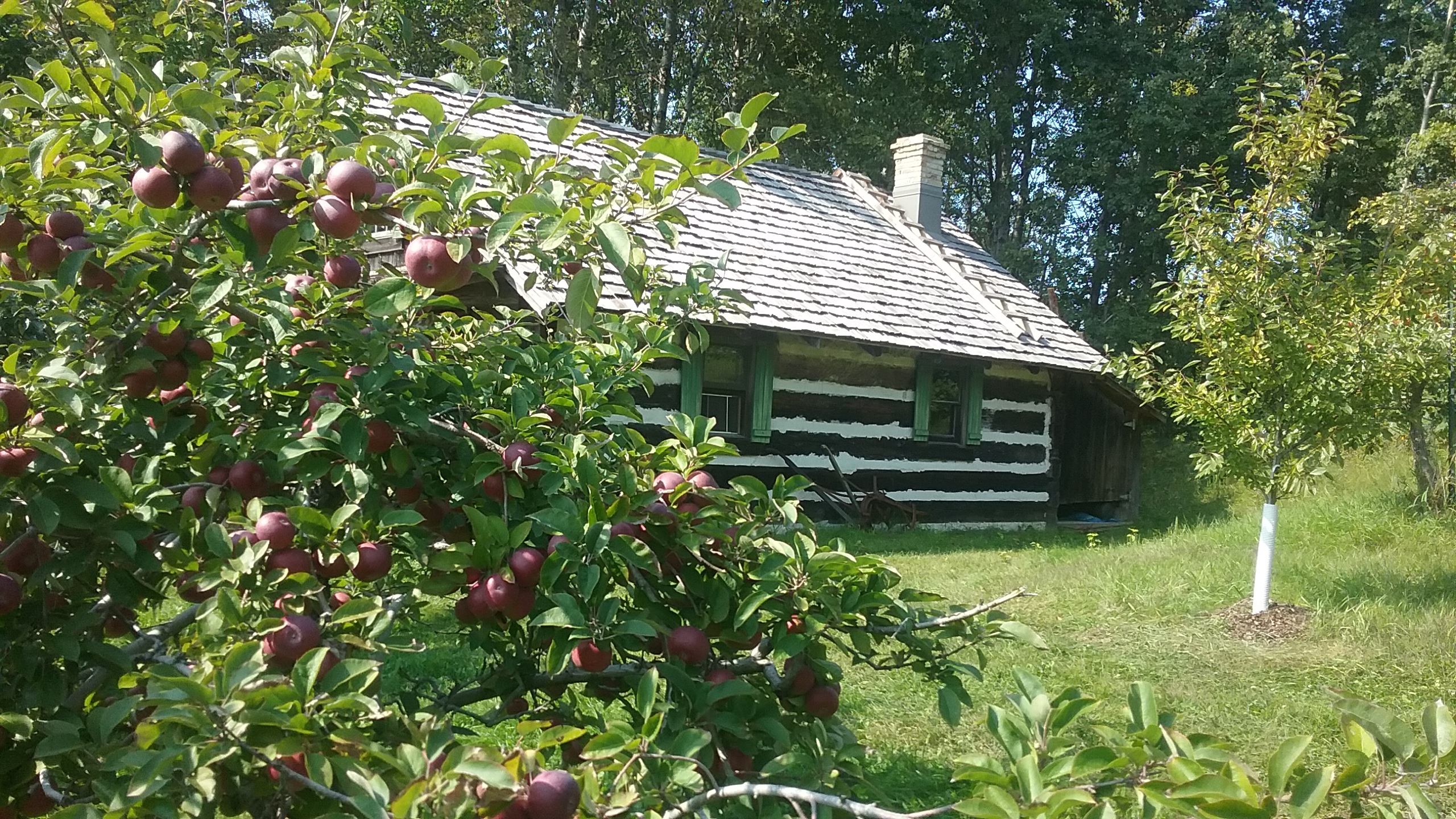 Apples and Cabin in the orchard.