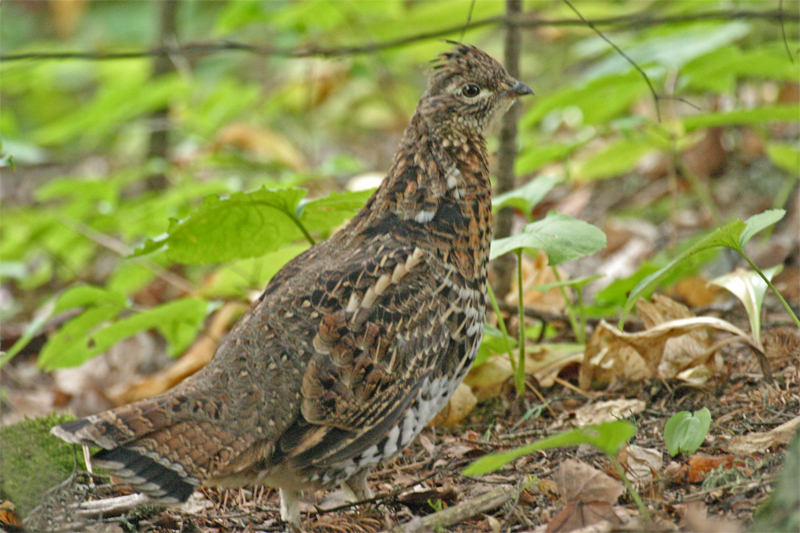 Ruffed Grouse
