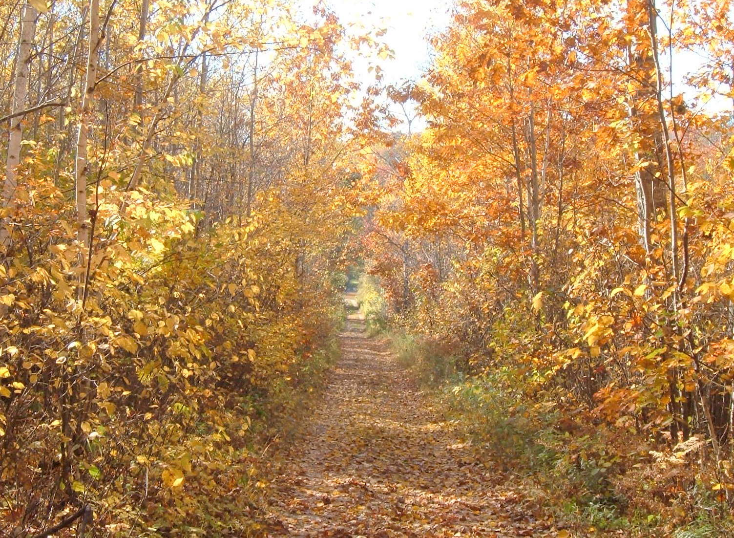 Scenic fall colors along the trail.