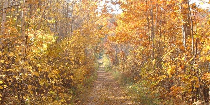 Scenic fall colors along the trail.