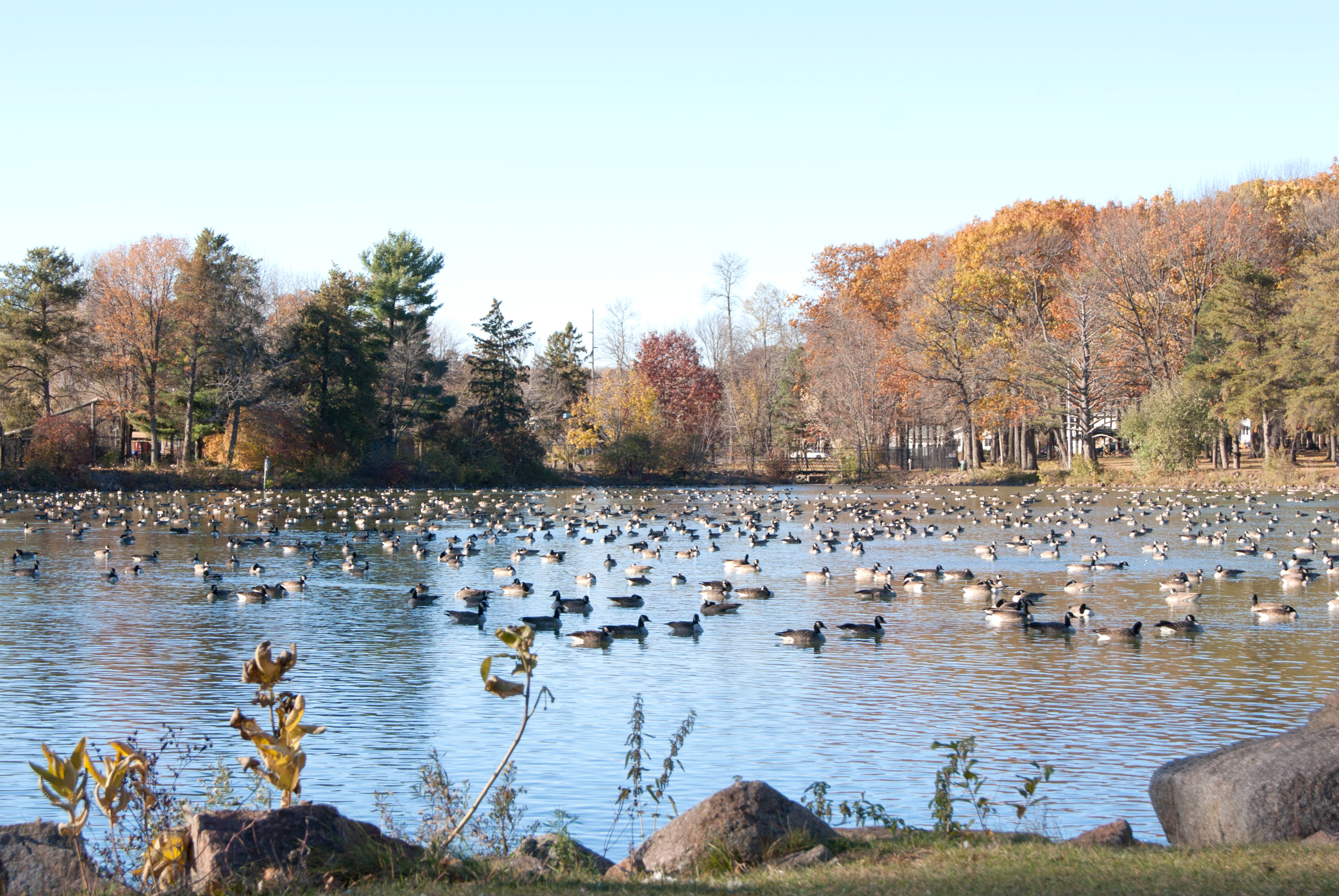 Canadian geese visit during their migratory journeys North &amp; South each year