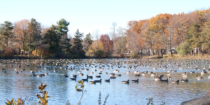 Canadian geese visit during their migratory journeys North &amp; South each year