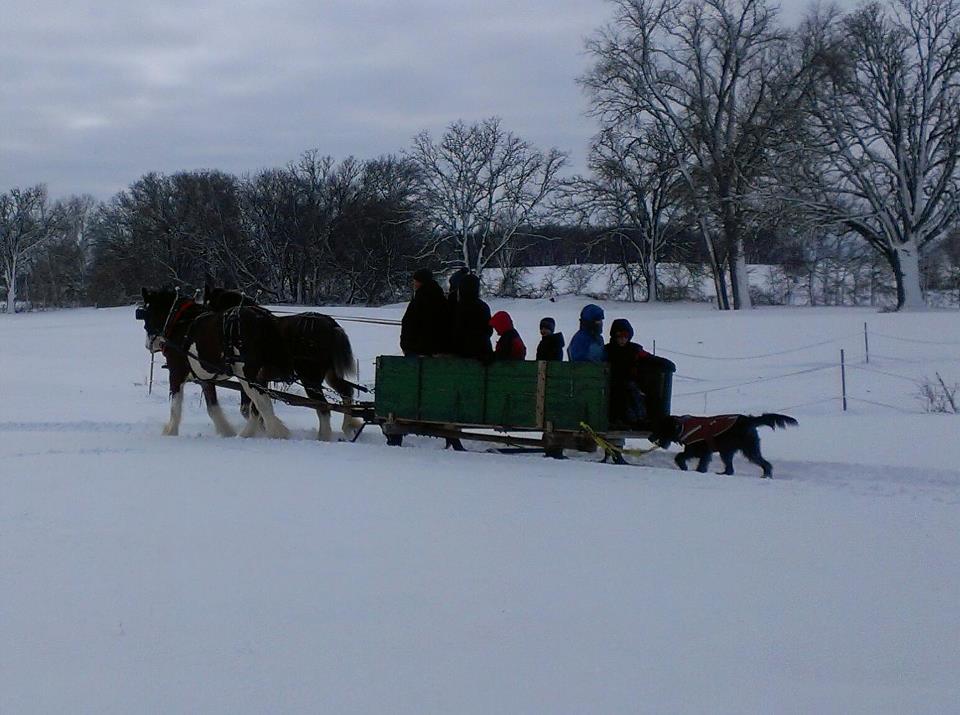 Sleigh rids at the farm