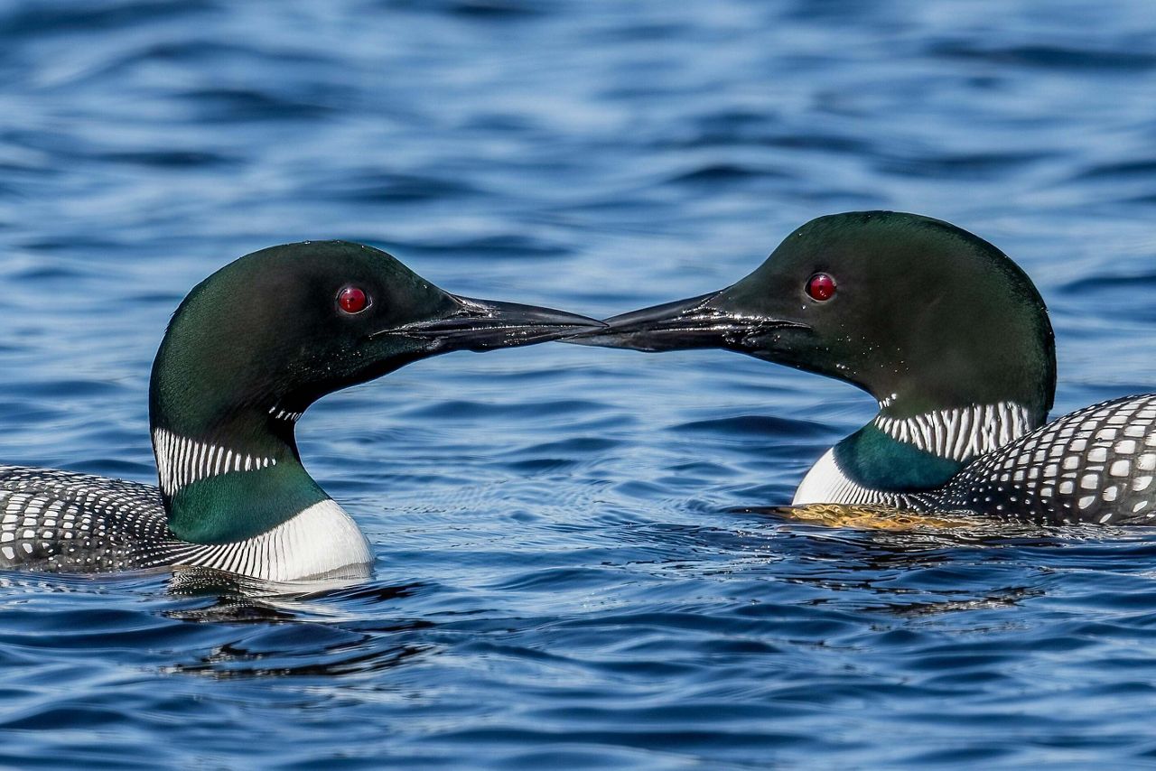 Common Loons