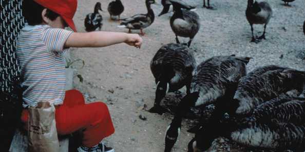 Kids feeding the ducks and geese at the Wildlife Sanctuary.
