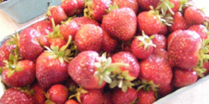 Fresh Picked or U-Pick Strawberries