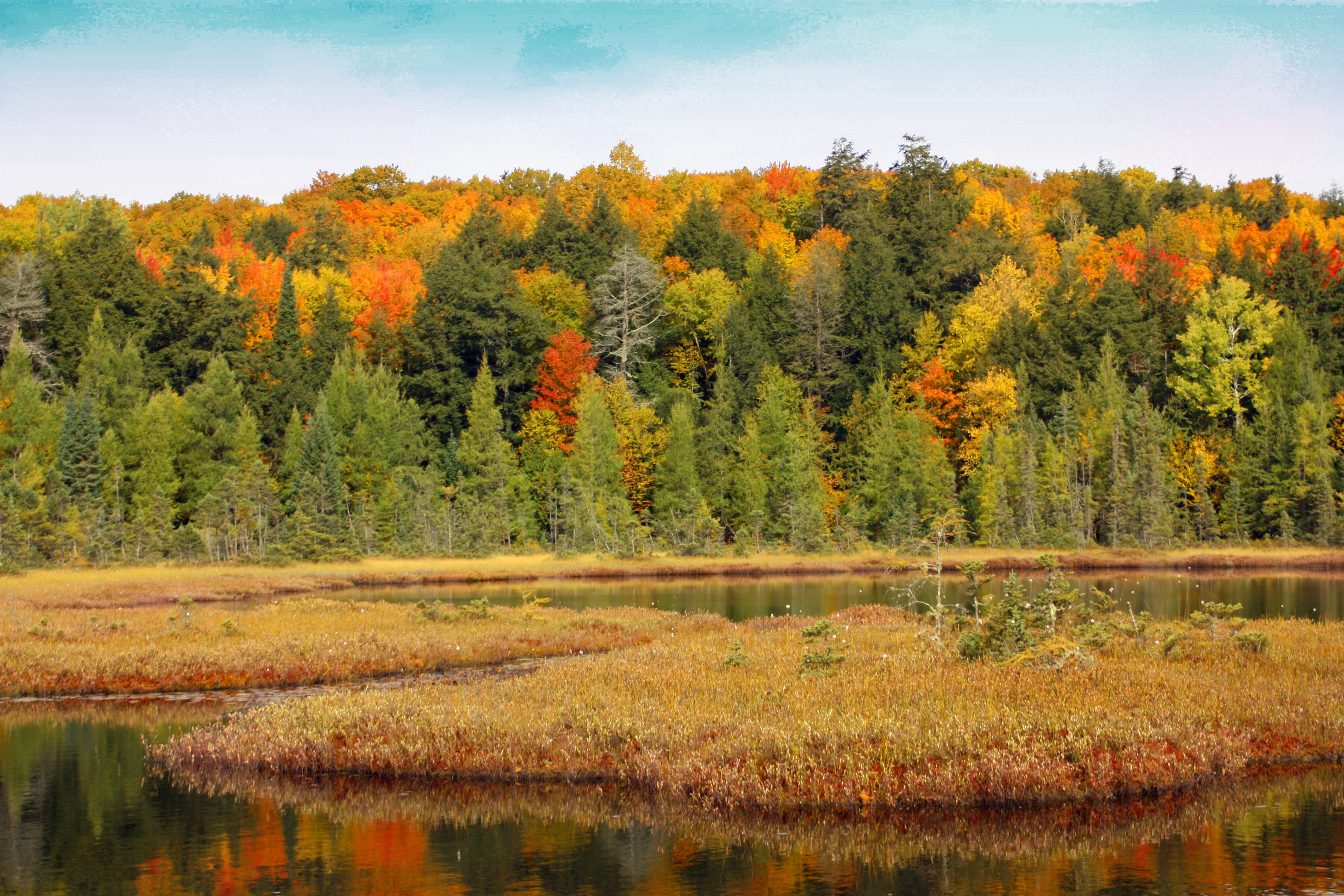 Bog in the Hemlocks