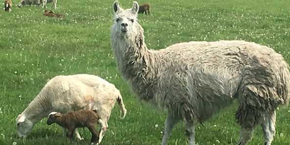 Sheep, lamb and llama