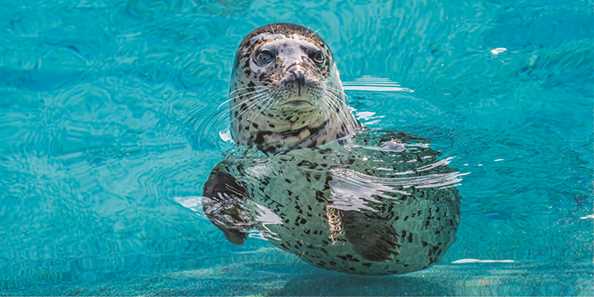Harbor Seal: Bosco