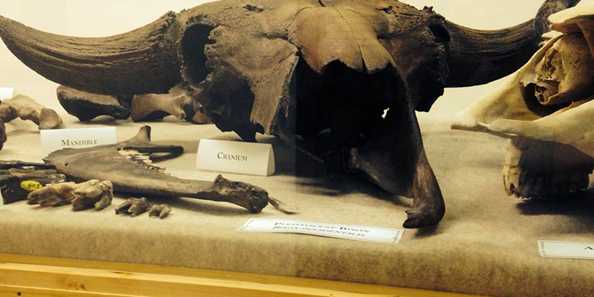 Several thousand year old Bison bones discovered in Nye are on display.