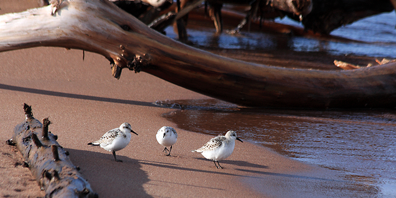 Wisconsin Point is a popular destination for birders. Photo by Tom Bridge.