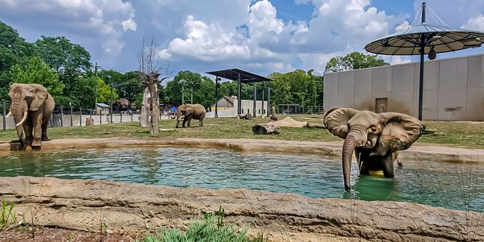 African Elephants: Belle, Brittany and Ruth