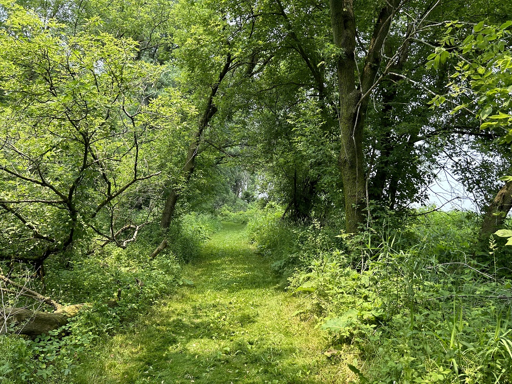 Trail at Nitschke Mounds Park