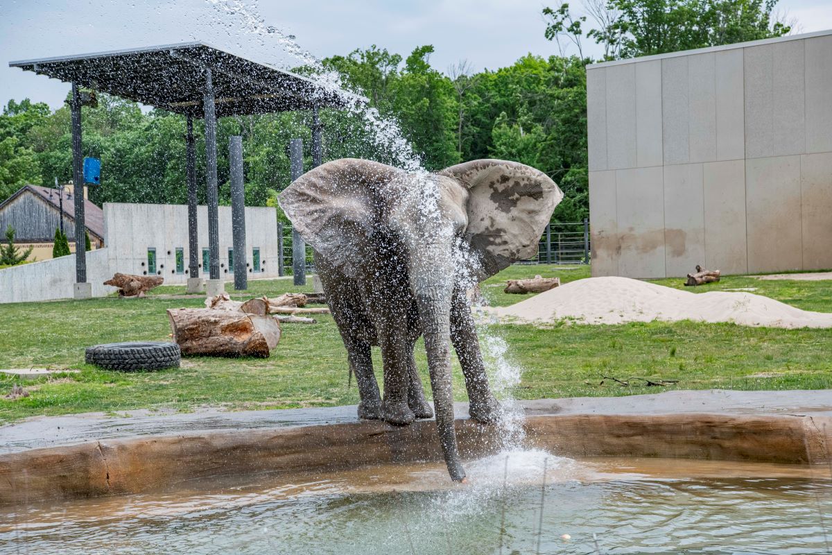 African savannah elephant