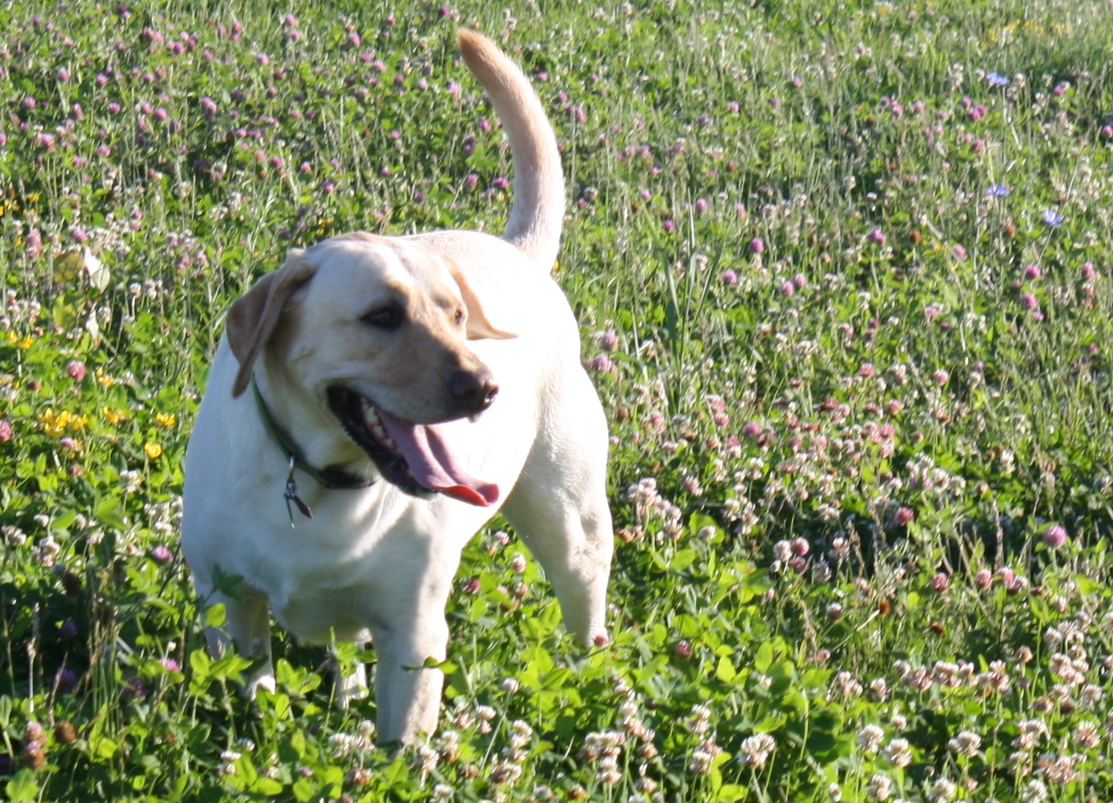 Jack at Quann dog park