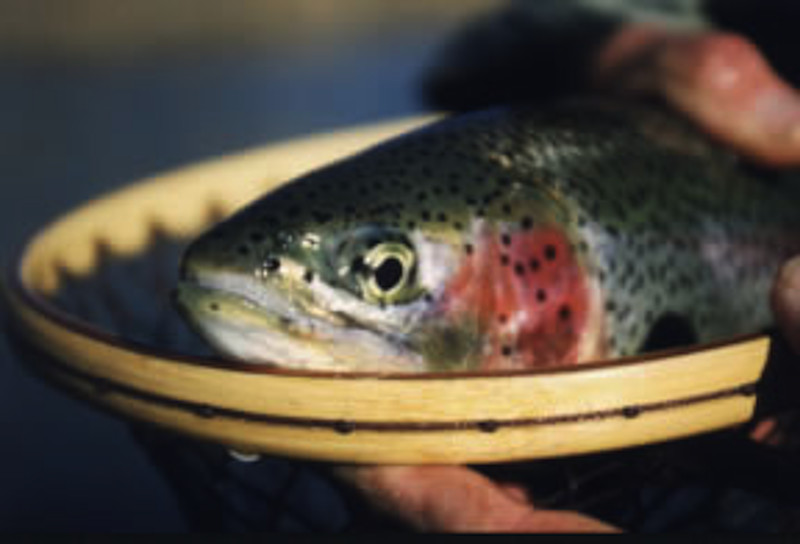 State Fish Hatchery raises Erwin strain Rainbow Trout