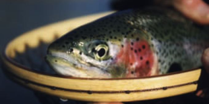 State Fish Hatchery raises Erwin strain Rainbow Trout