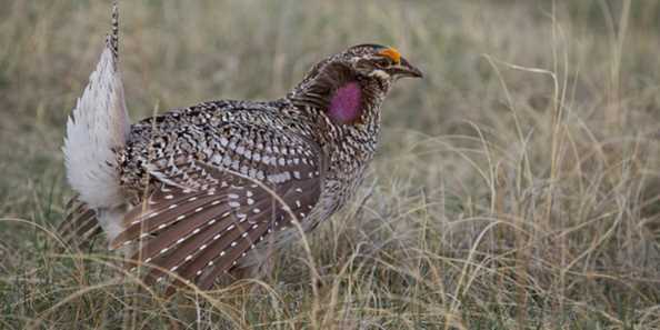 Male Sharp Tailed Grouse