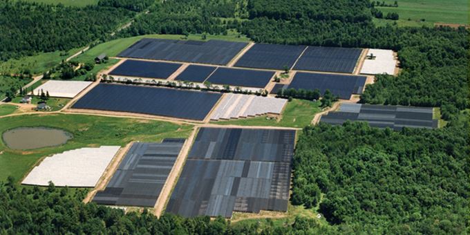 Birds eye view of the Ginseng farms.
