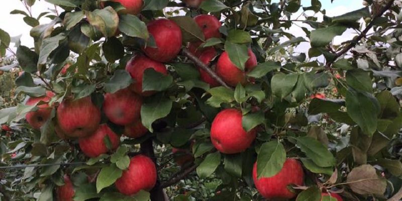 With over 20 varieties of apples in our orchard, ripening over the months of September and October, you're sure to find the taste and texture you love and crave from our selection! Using Integrated Pest Management techniques allows us to grow our apples as naturally as possible.