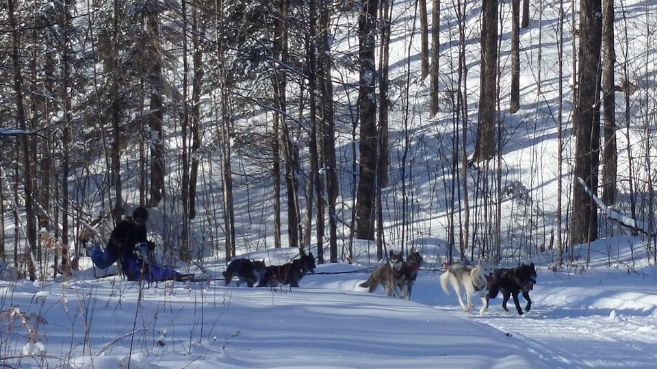 Six dog sled team enjoying the Crocker Hill Sled Dog Trail