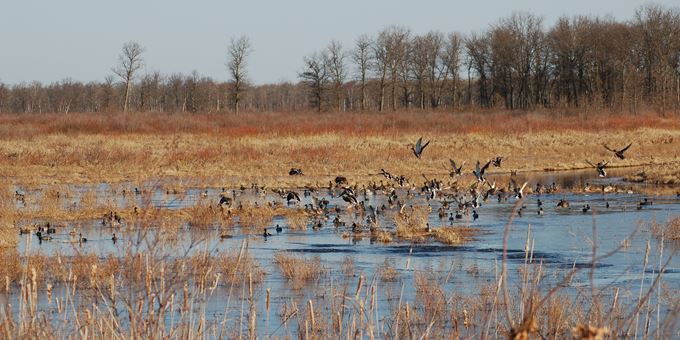 Waterfowl at Crex Meadows Wildlife Area