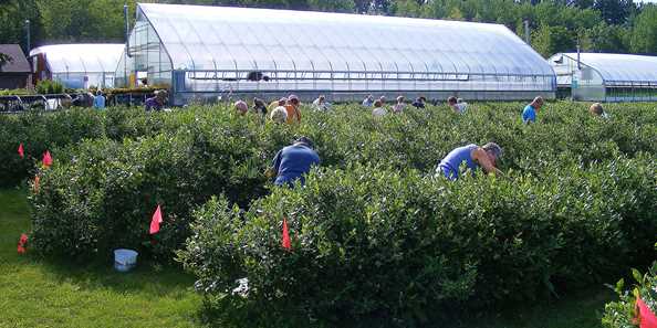 Picking berries at Bashaw Valley