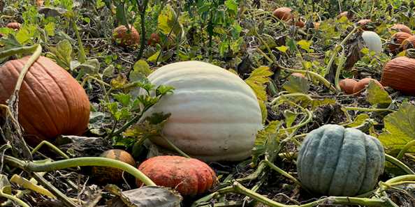 18 acres of pumpkins--all sizes, shapes, colors