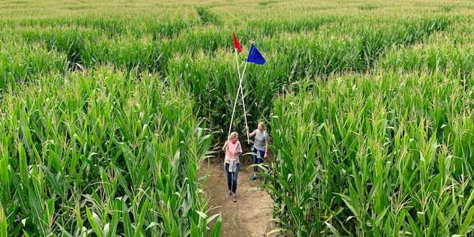 Get lost in the 15 acre corn maze
