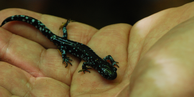 Photo Courtesy of Joshua Mayer