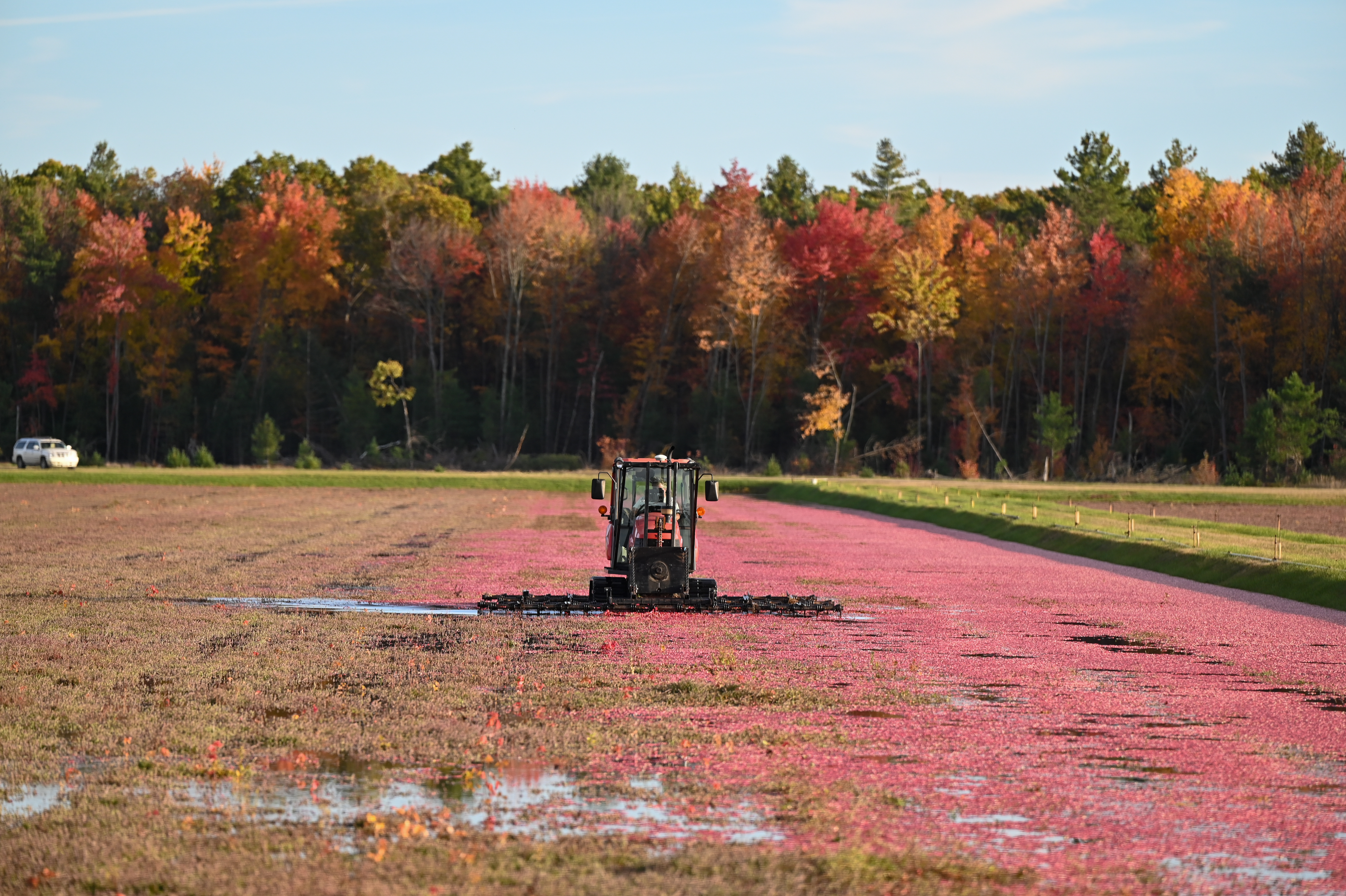 Knocking cranberries off the vines