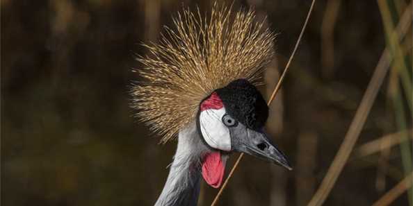 Grey Crowned Crane at Cranes of the World