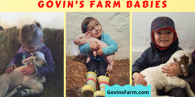 Lambing Barn &amp; Farm Babies