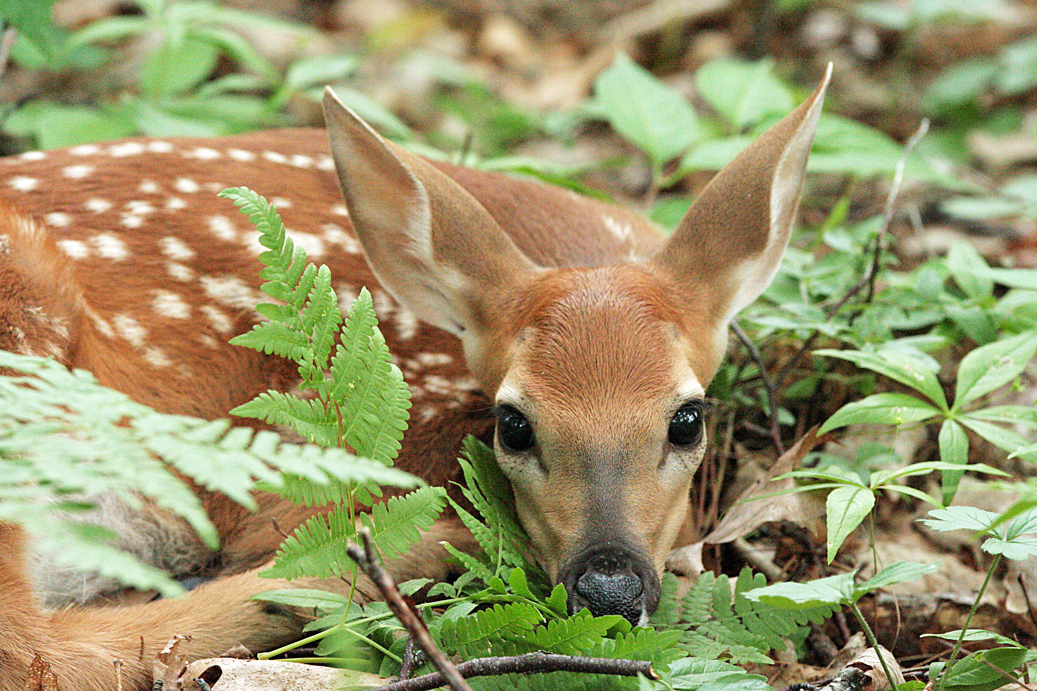 Phelps is an excellent destination for wildlife observation and nature photography.