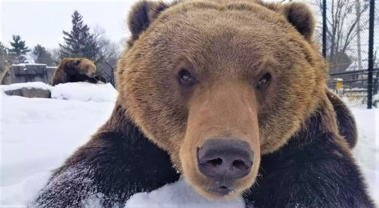 Kodiak bears Munsey and Boda enjoying the snow.