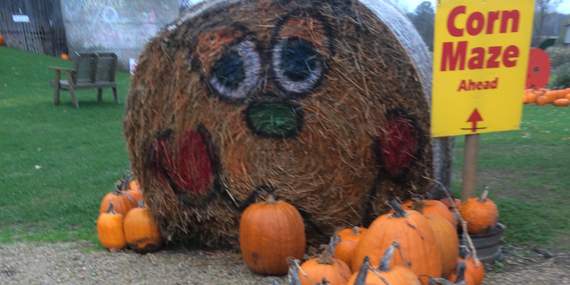 Check out our Corn Maze