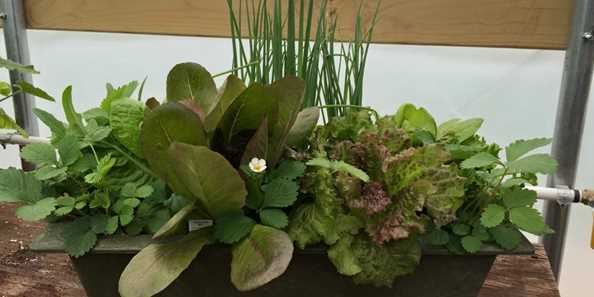Here&#39;s a tasty salad pot that can be placed on your window sill in your home! Enjoy fresh salads anytime!