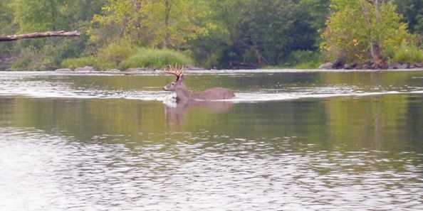 This is a place so special even the big deer need to go for a swim.