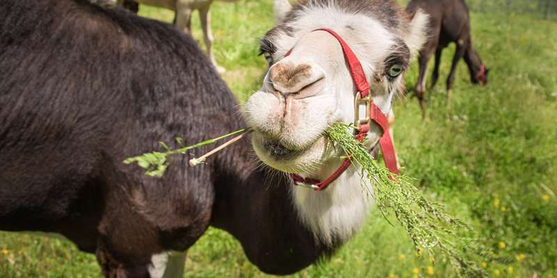 Photo Credit: Bill Johnsen