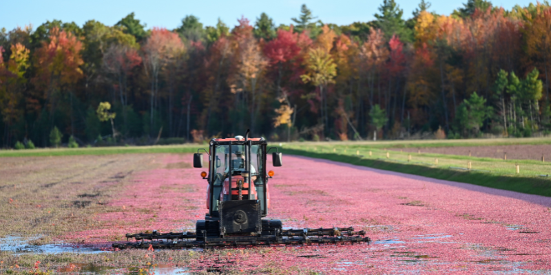 Harvesting Cranberries