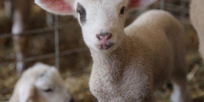 Govin&#39;s Lambing Barn &amp; Farm Babies