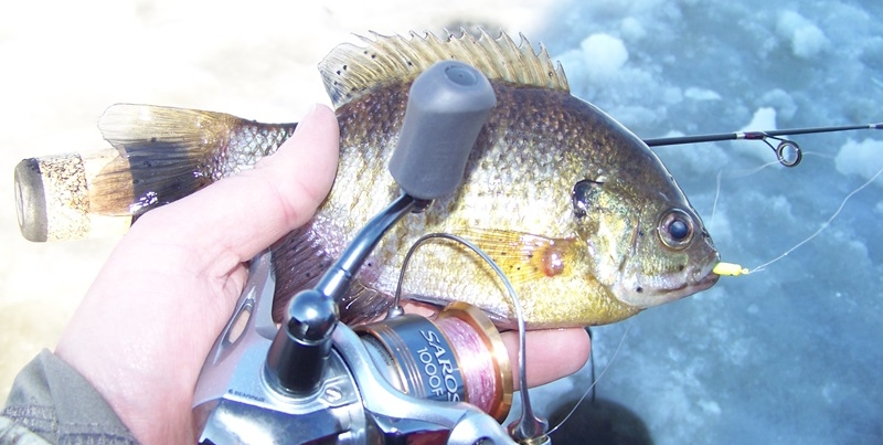 Winter Bluegill on a Price County Lake