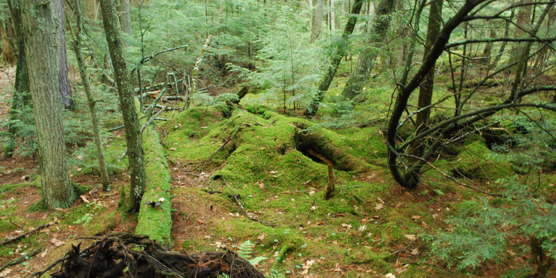 Photo Courtesy of Joshua Mayer