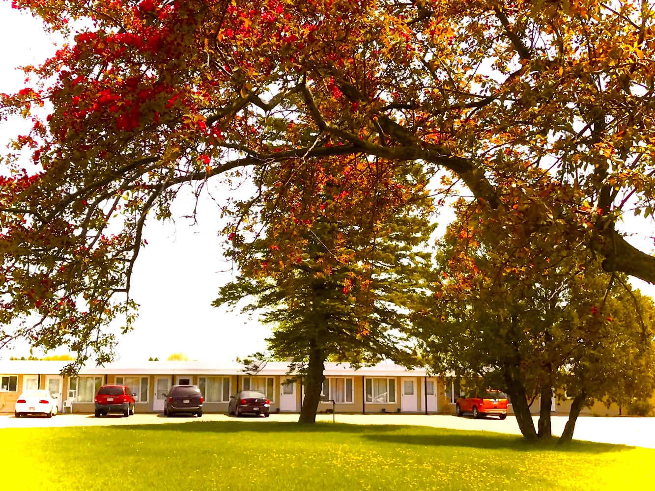 A row of vehicles is parked in front of a long, single-story motel building, viewed through the arching branches of trees with rich autumn foliage. The grass in the foreground is lush and green, with red and orange leaves adding vibrant seasonal color to the scene.