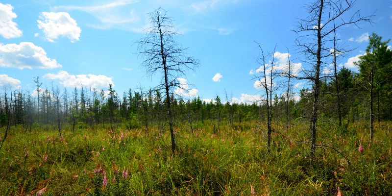 Photo Courtesy of Joshua Mayer